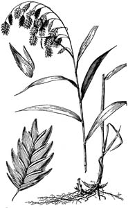 River Oats, Upland Sea Oats,
Northern Sea Oats /
Chasmanthium latifolium
(Syn. Uniola latifolia)